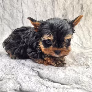 Little yorkies looking for a home