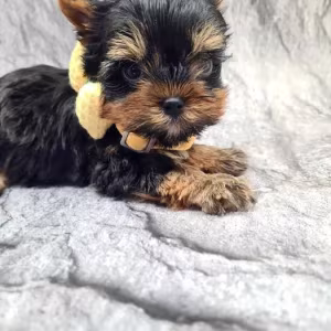 Little yorkies looking for a home