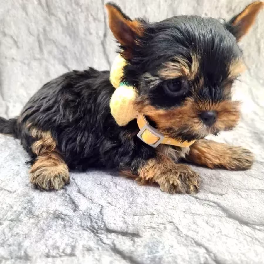 Little yorkies looking for a home