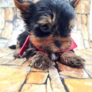 Little yorkies looking for a home