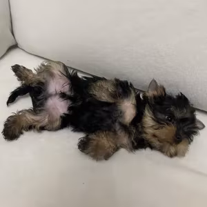Yorkies are ready to be booked in Texas