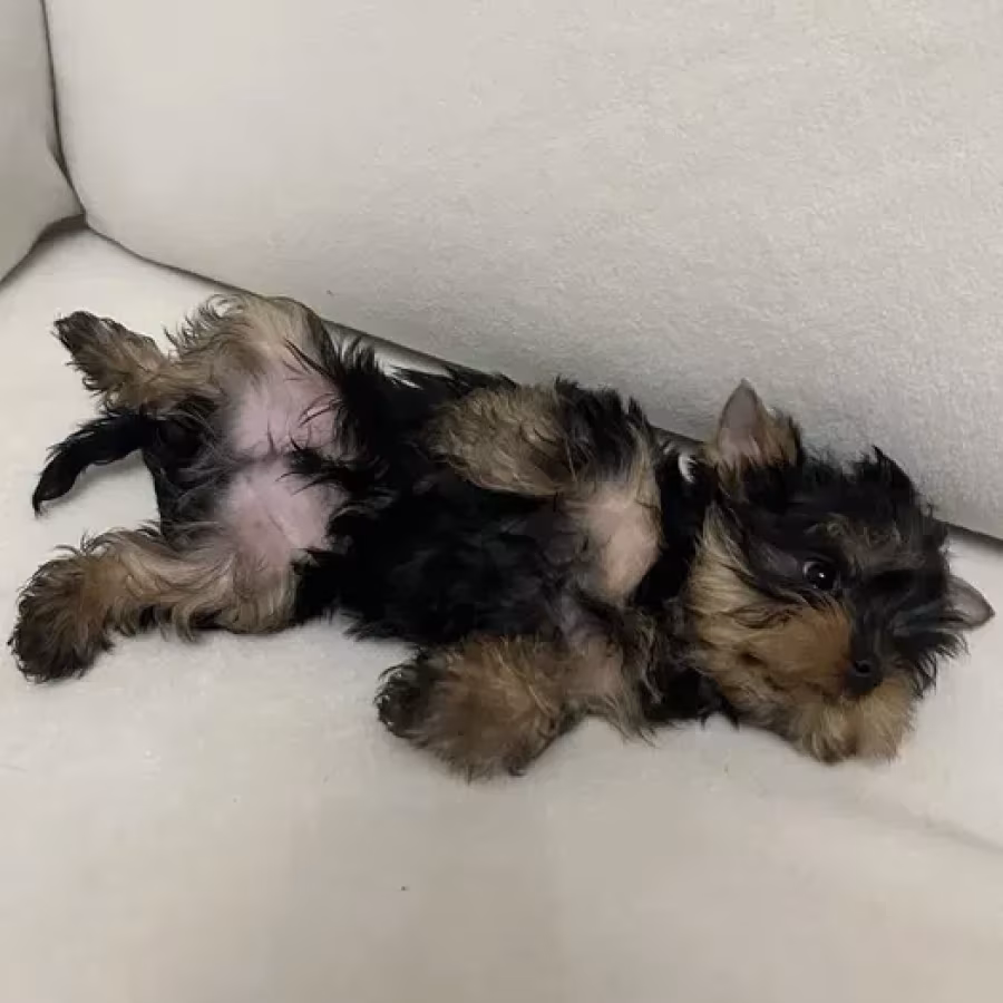 Yorkies are ready to be booked in Texas