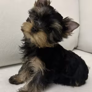 Yorkies are ready to be booked in Texas