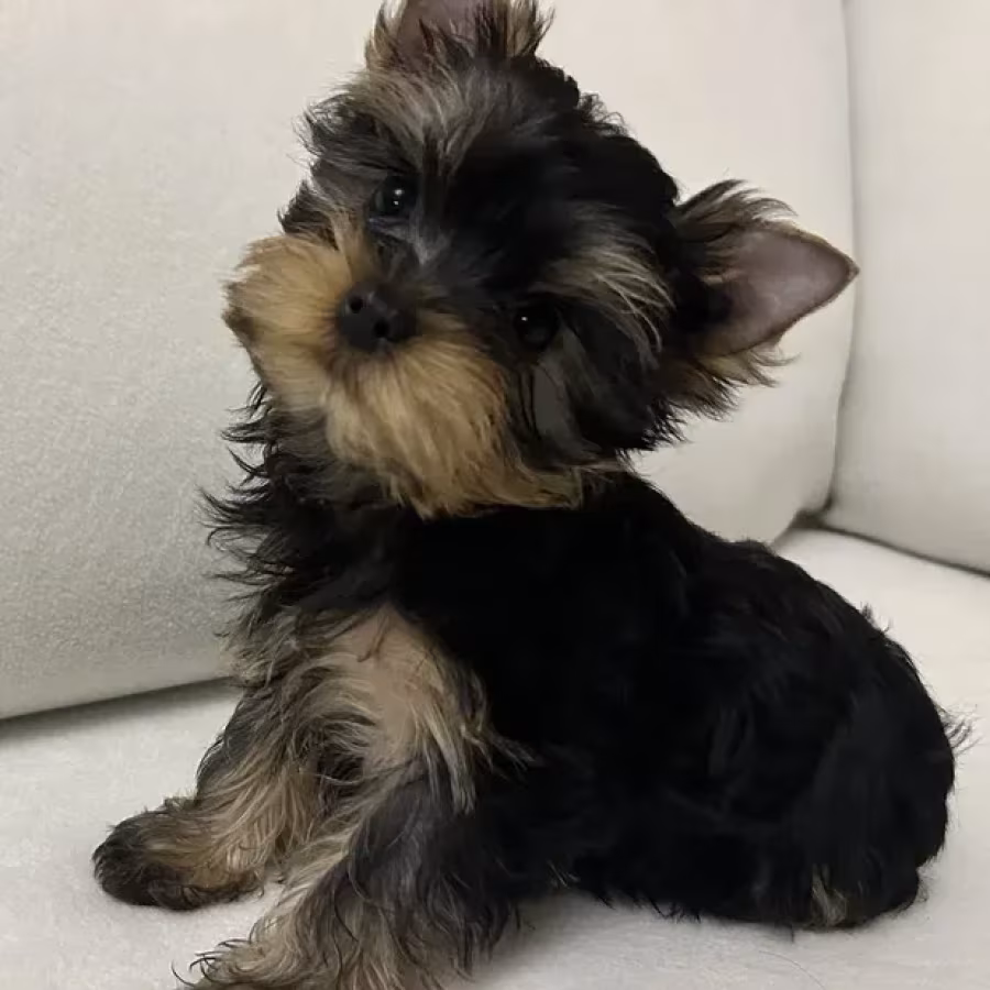 Yorkies are ready to be booked in Texas