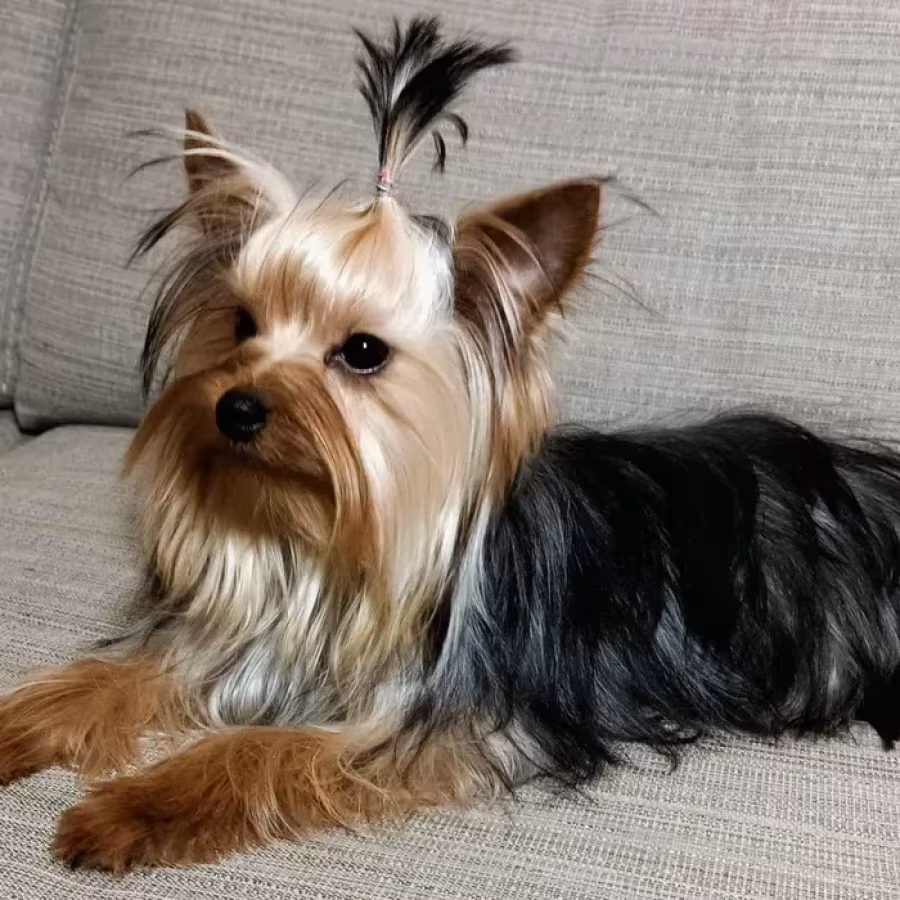 Yorkies are ready to be booked in Texas