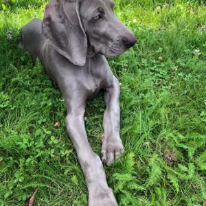 Weimar Greyhound puppies, Michigan