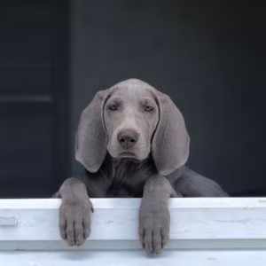 Weimar Greyhound puppies, Michigan