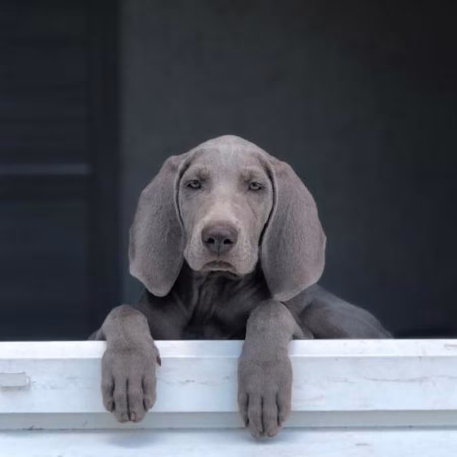 Weimar Greyhound puppies, Michigan