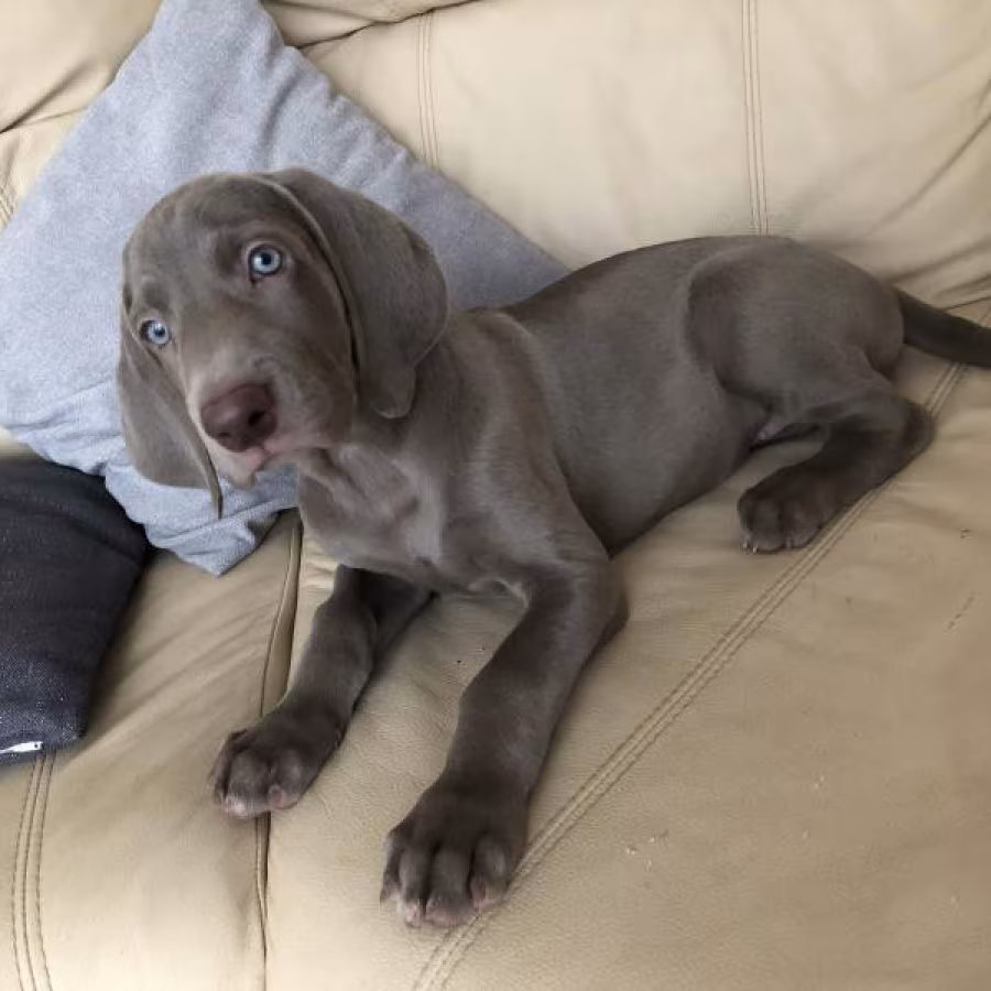 Weimar Greyhound puppies, Michigan