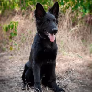 Incredible beauty! A black German shepherd dog
