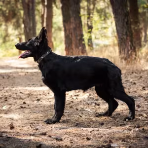 Incredible beauty! A black German shepherd dog