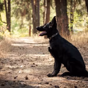 Incredible beauty! A black German shepherd dog