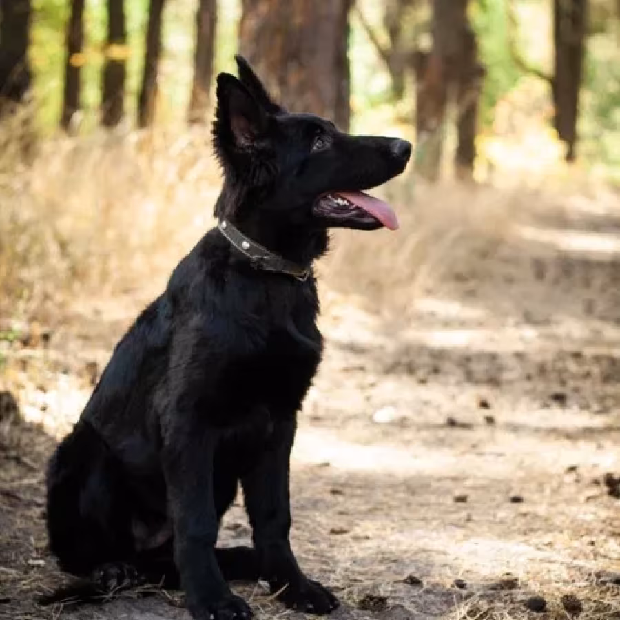 Incredible beauty! A black German shepherd dog