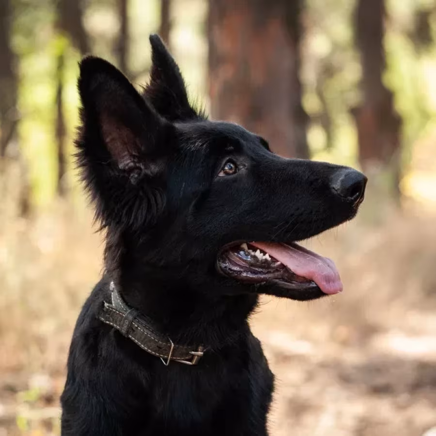 Incredible beauty! A black German shepherd dog