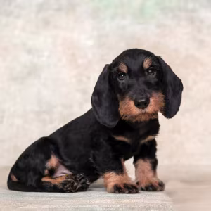 Dachshund Puppy 12 weeks Old Ready for Adoption in Texas