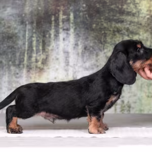 Dachshund Puppy 12 weeks Old Ready for Adoption in Texas