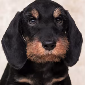 Dachshund Puppy 12 weeks Old Ready for Adoption in Texas