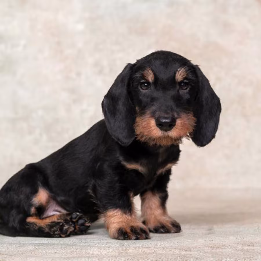 Dachshund Puppy 12 weeks Old Ready for Adoption in Texas