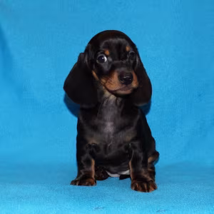 2 dachshund girls are waiting for their owners in Dallas