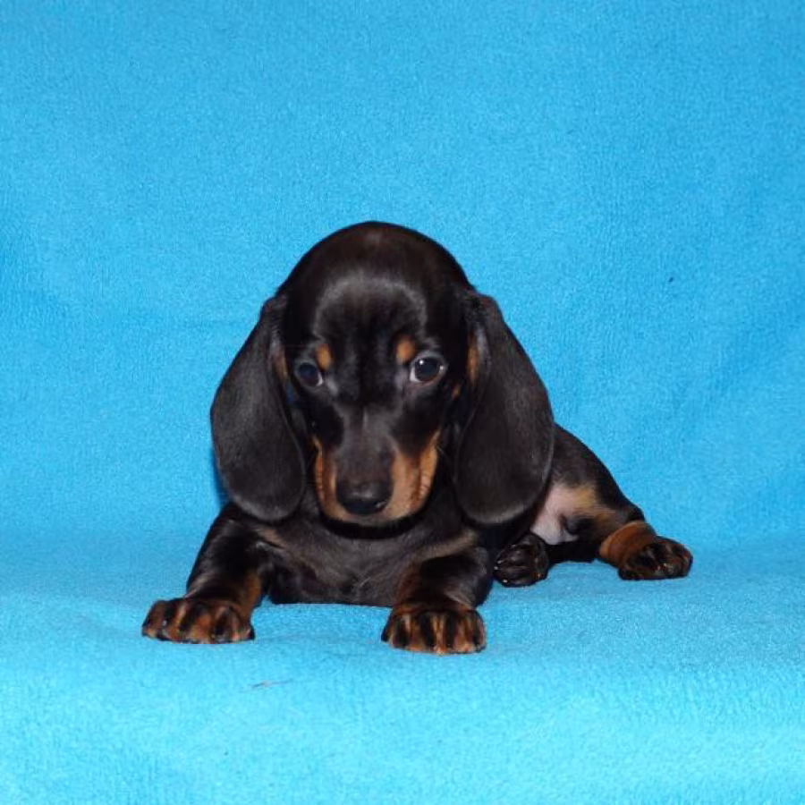 2 dachshund girls are waiting for their owners in Dallas