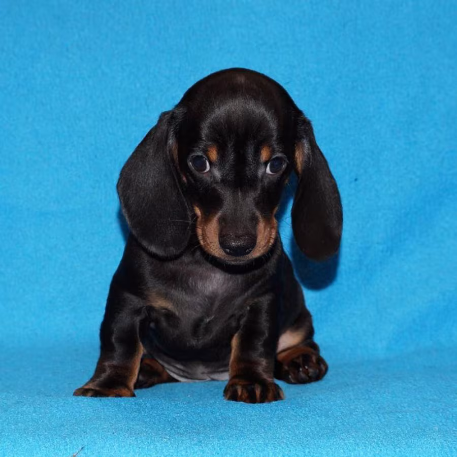2 dachshund girls are waiting for their owners in Dallas