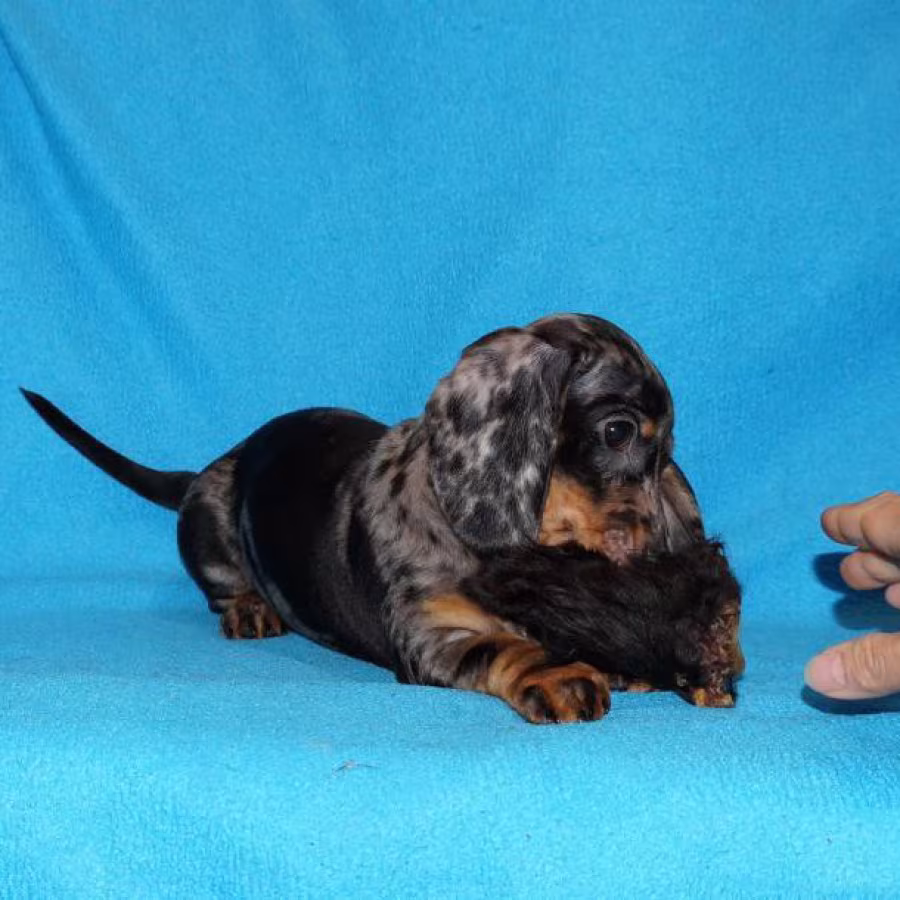 2 dachshund girls are waiting for their owners in Dallas