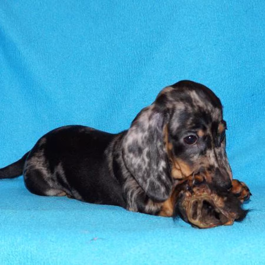 2 dachshund girls are waiting for their owners in Dallas