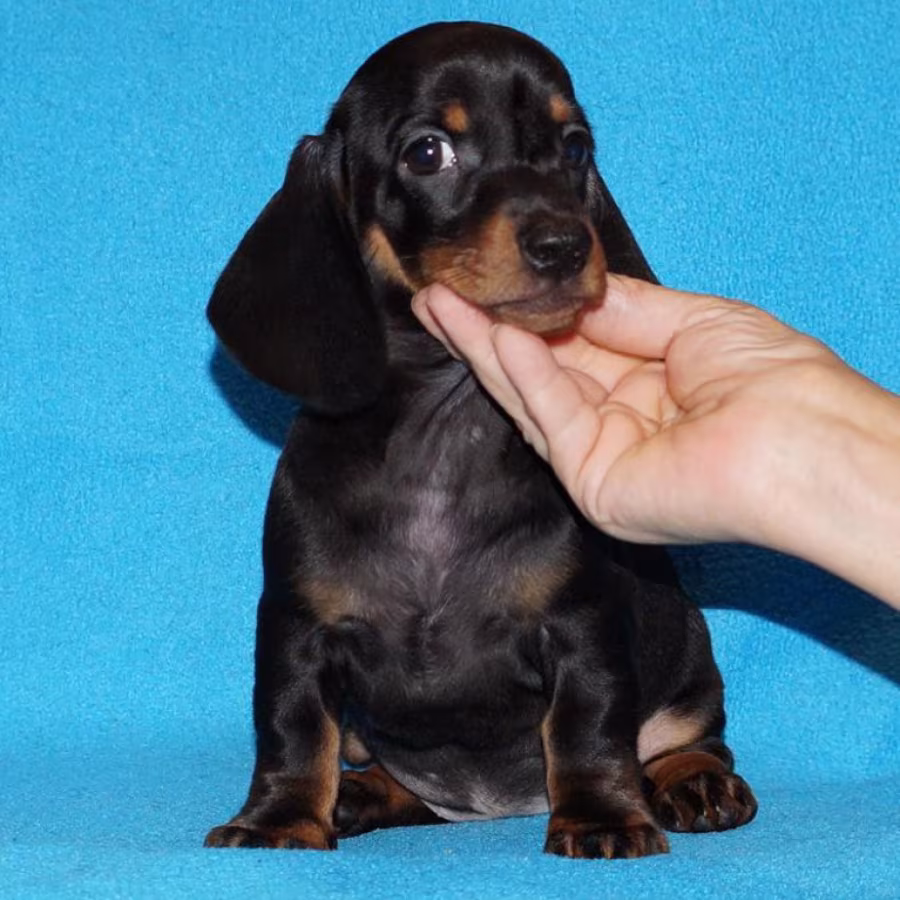 2 dachshund girls are waiting for their owners in Dallas