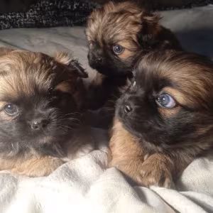 Pekingese puppies, 2 boys and 1 girl in Los Angeles