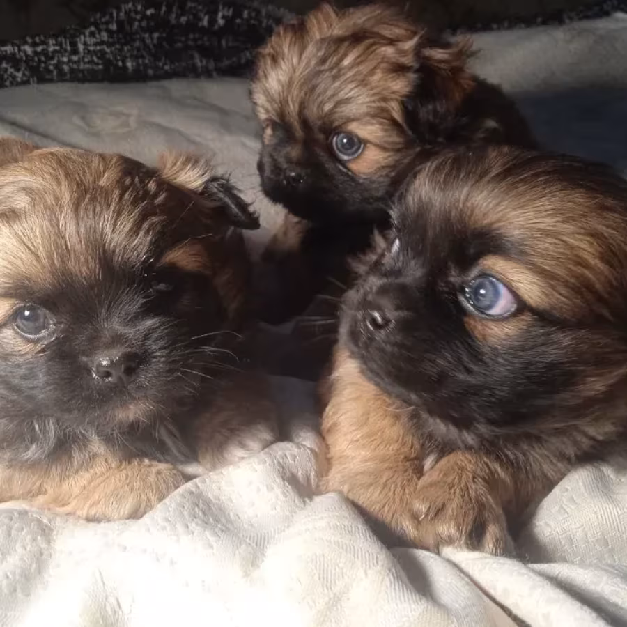 Pekingese puppies, 2 boys and 1 girl in Los Angeles