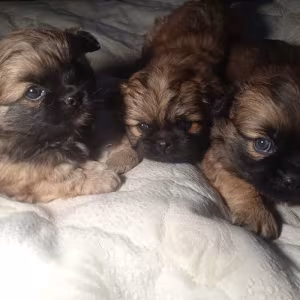 Pekingese puppies, 2 boys and 1 girl in Los Angeles