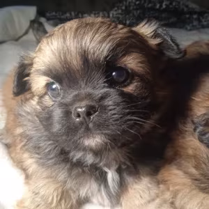Pekingese puppies, 2 boys and 1 girl in Los Angeles
