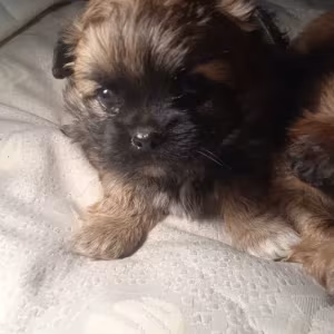 Pekingese puppies, 2 boys and 1 girl in Los Angeles