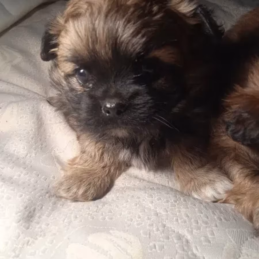 Pekingese puppies, 2 boys and 1 girl in Los Angeles