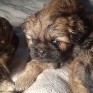 Pekingese puppies, 2 boys and 1 girl in Los Angeles