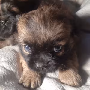 Pekingese puppies, 2 boys and 1 girl in Los Angeles