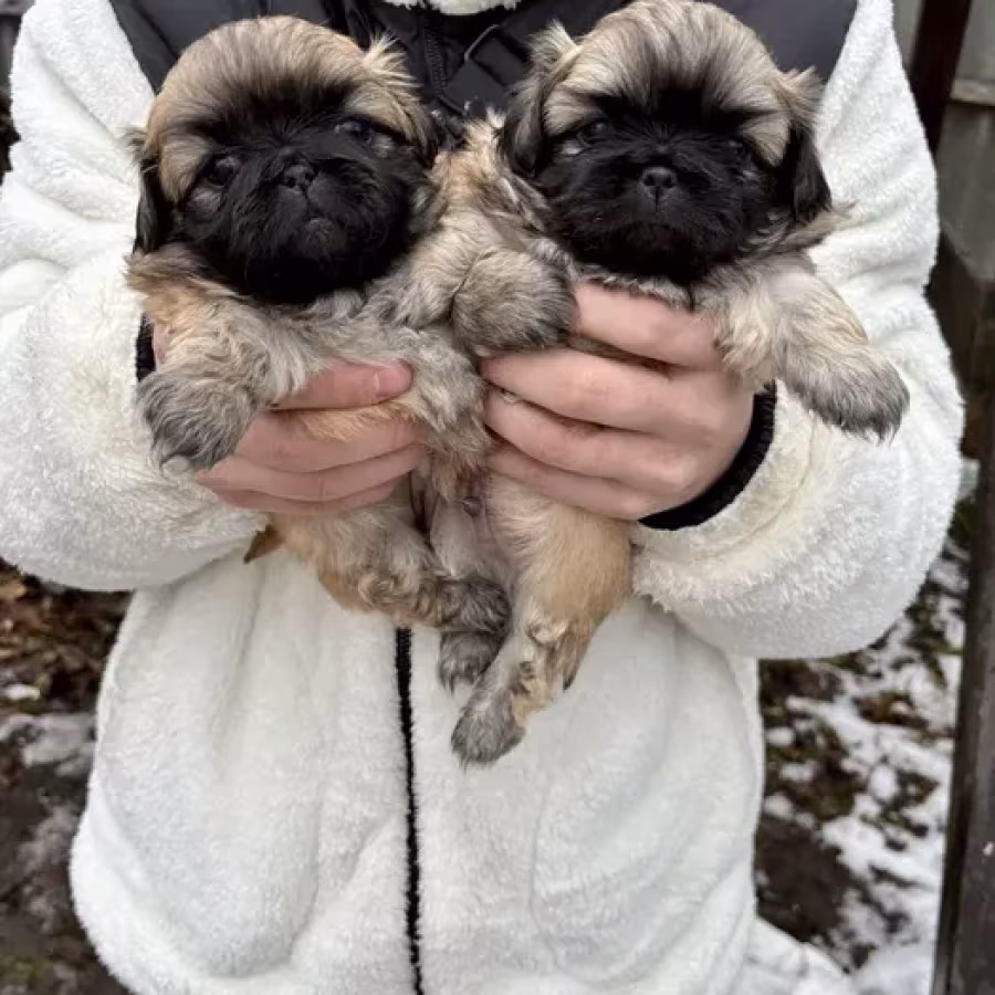 Minnesota Pekinese puppies ready to be reserved