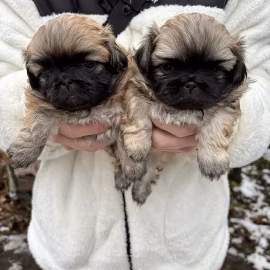 Minnesota Pekinese puppies ready to be reserved