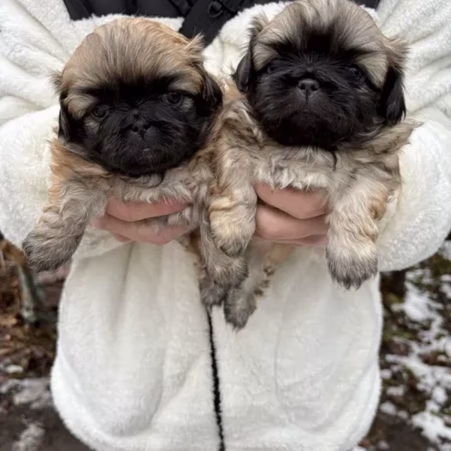 Minnesota Pekinese puppies ready to be reserved