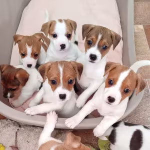 Jack Russell Terrier puppies are looking for a new home in Orlando,...