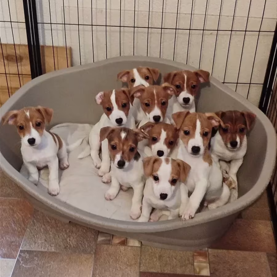 Jack Russell Terrier puppies are looking for a new home in Orlando,...