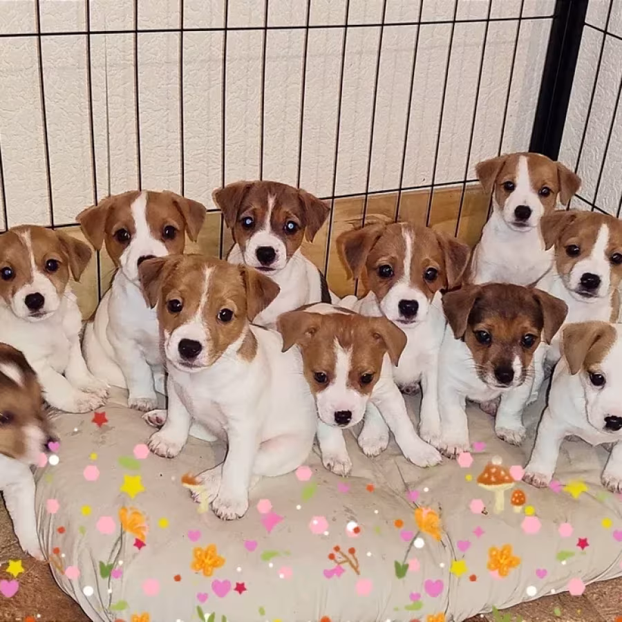 Jack Russell Terrier puppies are looking for a new home in Orlando,...