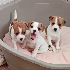 Jack Russell Terrier puppies are looking for a new home in Orlando,...