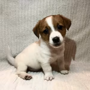 Two boys and 1 girl Jack Russell Terrier are looking for their owne...