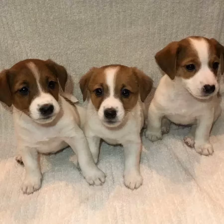 Two boys and 1 girl Jack Russell Terrier are looking for their owne...