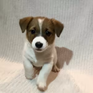 Two boys and 1 girl Jack Russell Terrier are looking for their owne...