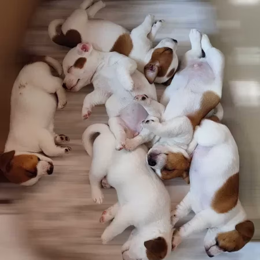 Jack Russell Terrier puppies, 4 boys, 1 girl in New Jersey