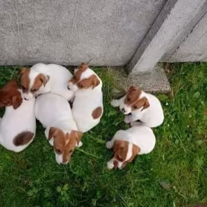 Jack Russell Terrier puppies, 4 boys, 1 girl in New Jersey