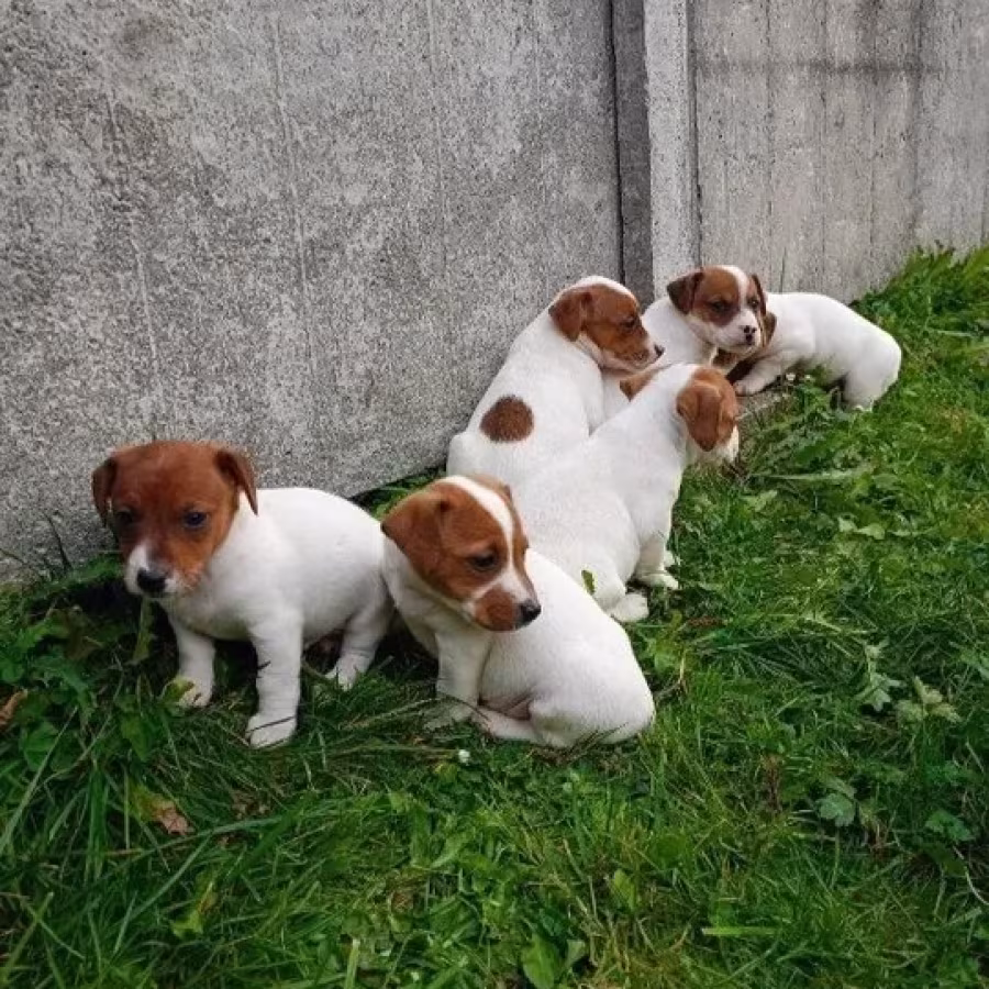 Jack Russell Terrier puppies, 4 boys, 1 girl in New Jersey