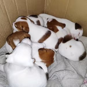 Jack Russell Terrier puppies, 4 boys, 1 girl in New Jersey